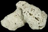 Agatized Fossil Coral Geode - Florida #188185-1